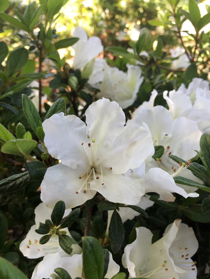 Rebloom™ Azalea - Rhododendron x 'White Nobility' from Kings Garden Center