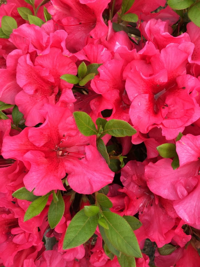 Red Magnificence™ - ReBLOOM™ Azalea from Kings Garden Center