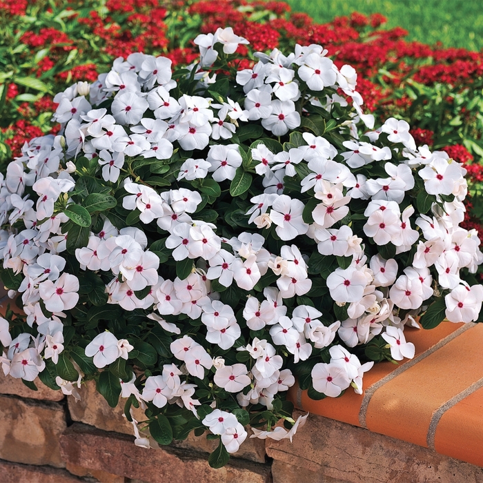 Annual Vinca; Periwinkle - Catharanthus roseus 'Cora Cascade Polka Dot' from Kings Garden Center