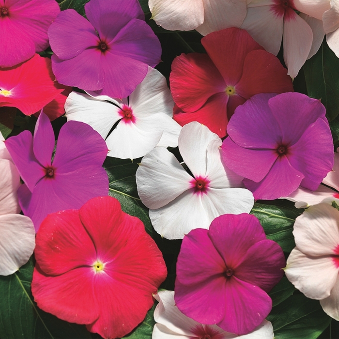 Annual Vinca; Periwinkle - Catharanthus roseus 'Cora Cascade Mix' from Kings Garden Center