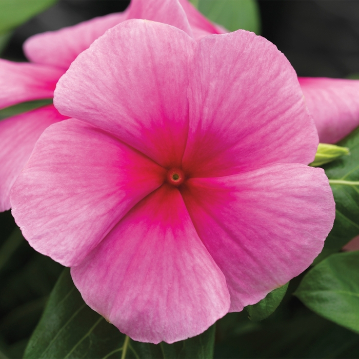 Annual Vinca; Periwinkle - Catharanthus roseus 'Cora Strawberry' from Kings Garden Center
