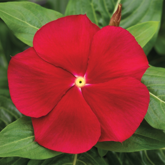 Annual Vinca; Periwinkle - Catharanthus roseus 'Cora Lavender' from Kings Garden Center