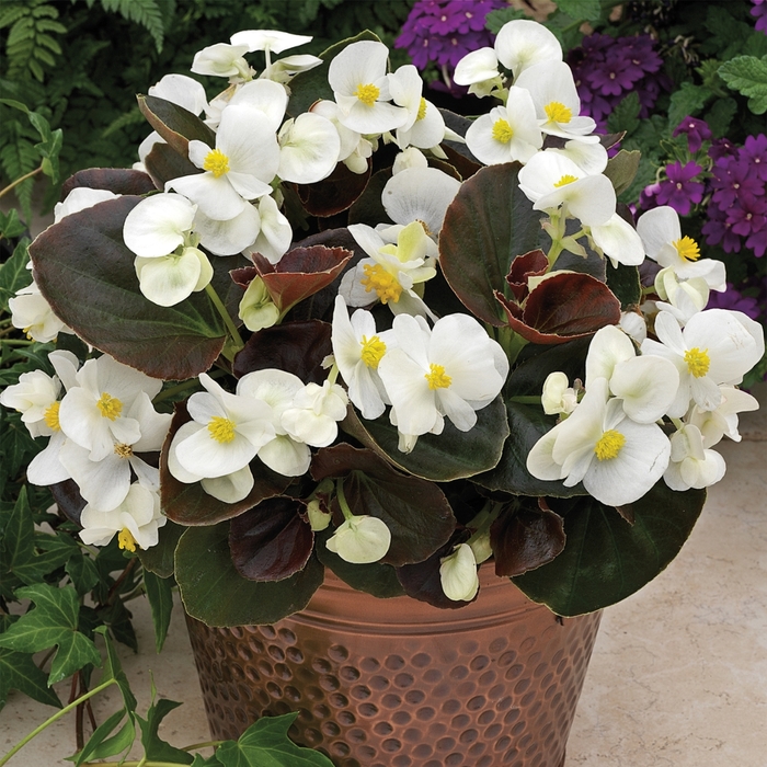 Begonia - Begonia semperflorens ' Bada Boom White' from Kings Garden Center