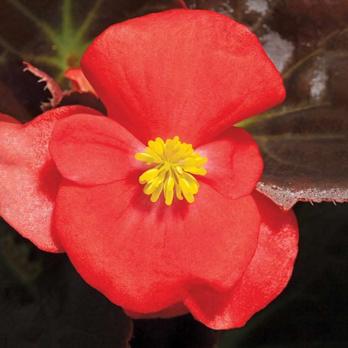 Bronze Leaf Begonia - Begonia semperflorens ' Bada Boom Varieties' from Kings Garden Center