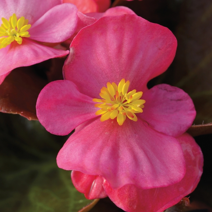 Begonia - Begonia semperflorens ' Bada Boom Rose' from Kings Garden Center