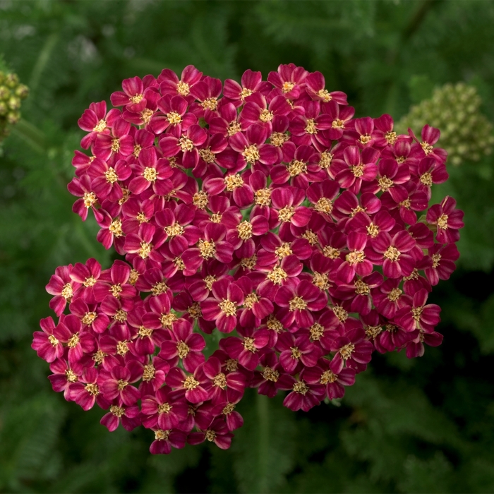 Yarrow - Achillea hybrida 'Desert Eveô Deep Rose' from Kings Garden Center