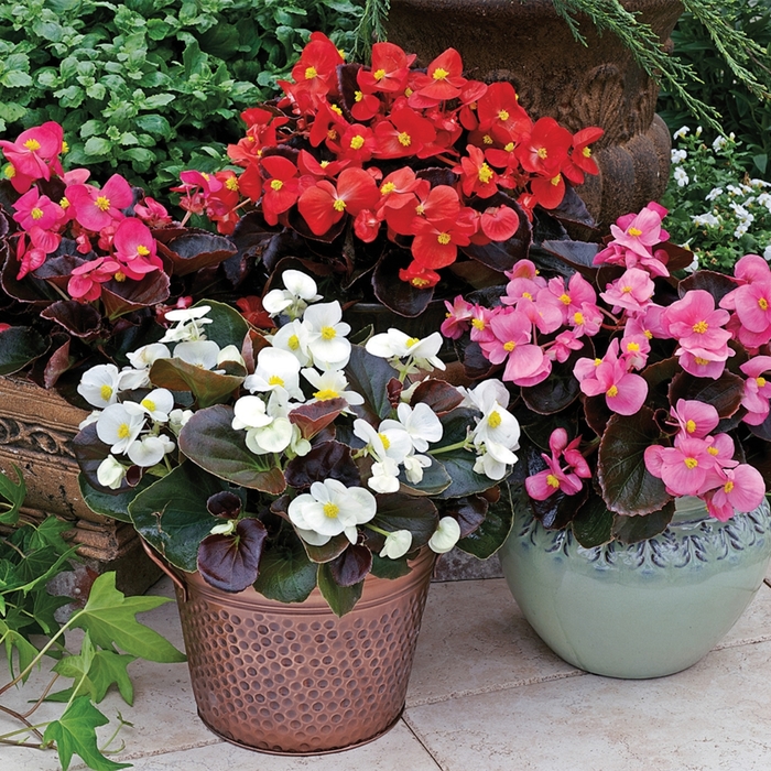 Begonia - Begonia semperflorens ' Bada Boom Mix' from Kings Garden Center