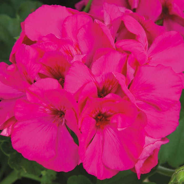 Interspecific Geranium - Pelargonium 'Calliope® Medium Lavender Rose' from Kings Garden Center