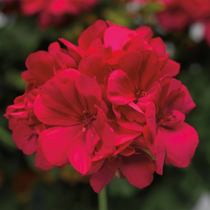 Interspecific Geranium - Pelargonium 'Calliope® Medium Hot Pink' from Kings Garden Center