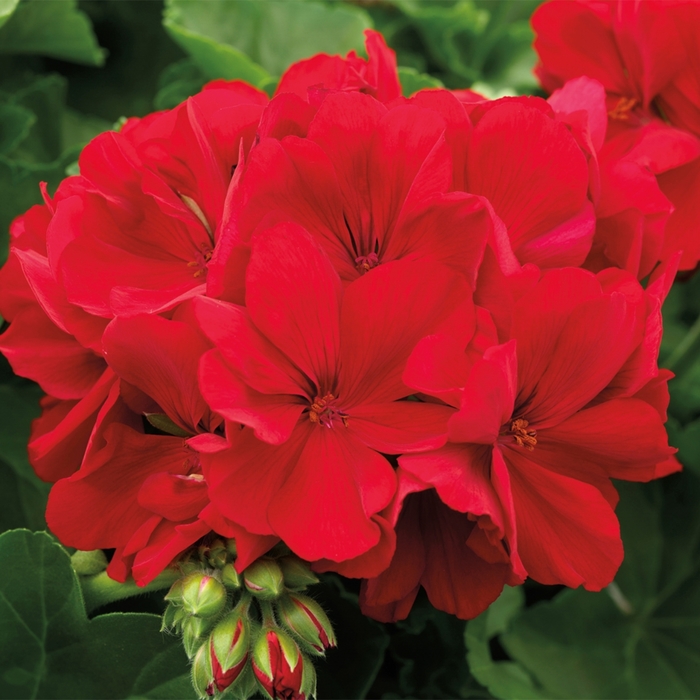 Interspecific Geranium - Pelargonium 'Calliope® Large Dark Red' from Kings Garden Center