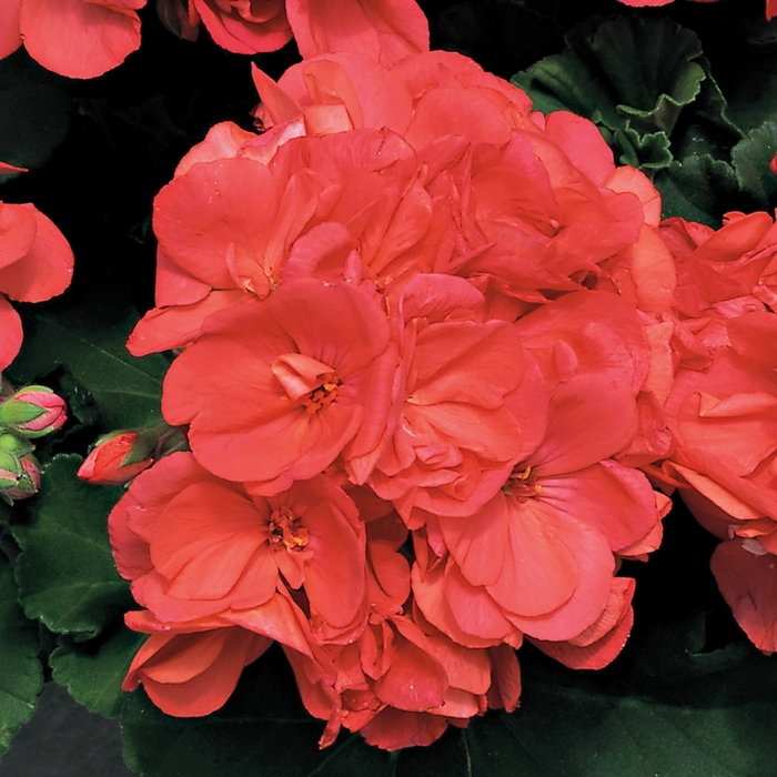 Zonal Geranium - Pelargonium x hortorum 'Americana Coral' from Kings Garden Center