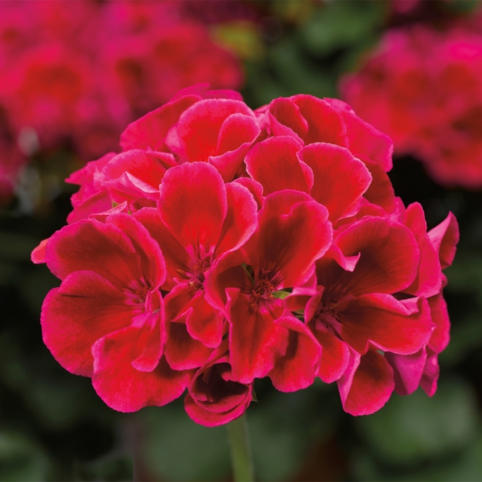 Interspecific Geranium - Pelargonium 'Calliope® Medium Crimson Flame' from Kings Garden Center