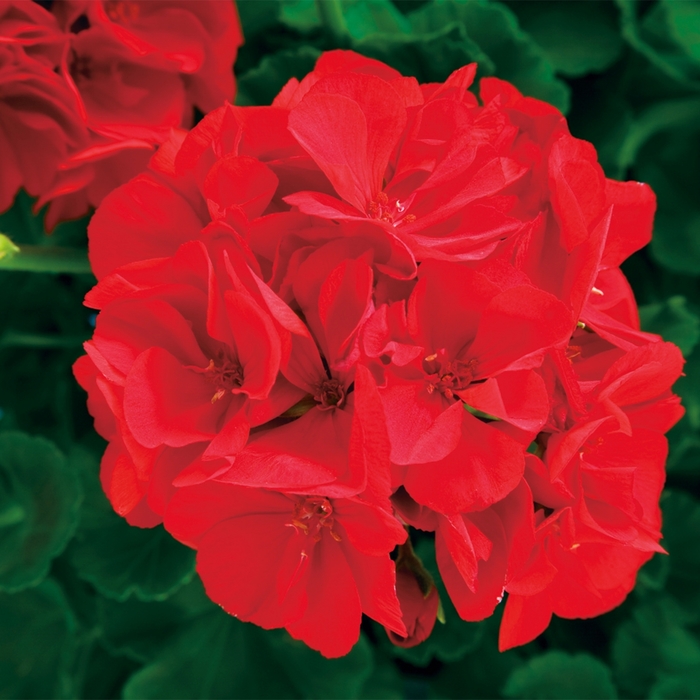 Zonal Geranium - Pelargonium x hortorum 'Fidelity Dark Red' from Kings Garden Center