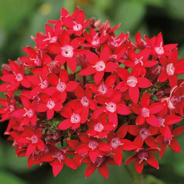 Pentas lanceolata �Falling Star Red� Star Flower Kings