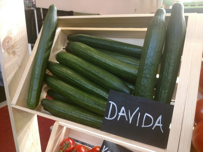 Slicing Cucumber - Cucurmis sativa 'Davida' from Kings Garden Center
