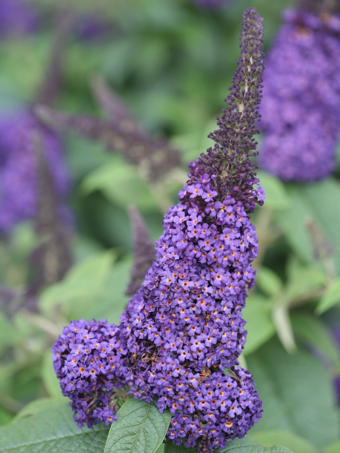 Pugster Blue® - Buddleia x (Butterfly Bush) from Kings Garden Center