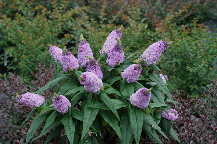 Pugster® Amethyst - Buddleia x from Kings Garden Center