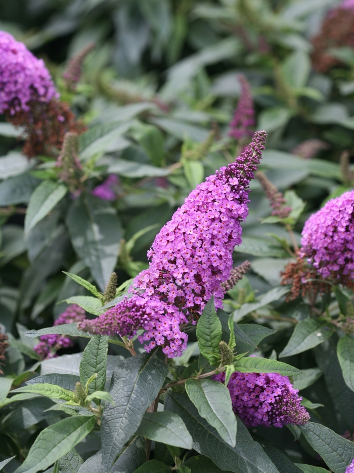 Pugster Periwinkle® - Buddleia x from Kings Garden Center