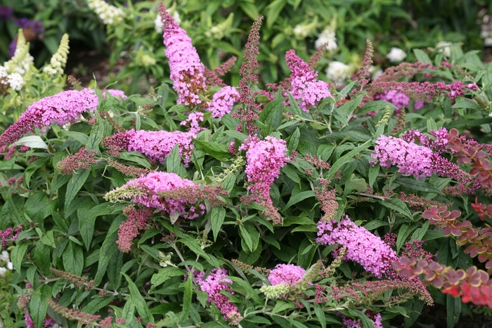 Pugster Pink® - Buddleia x from Kings Garden Center