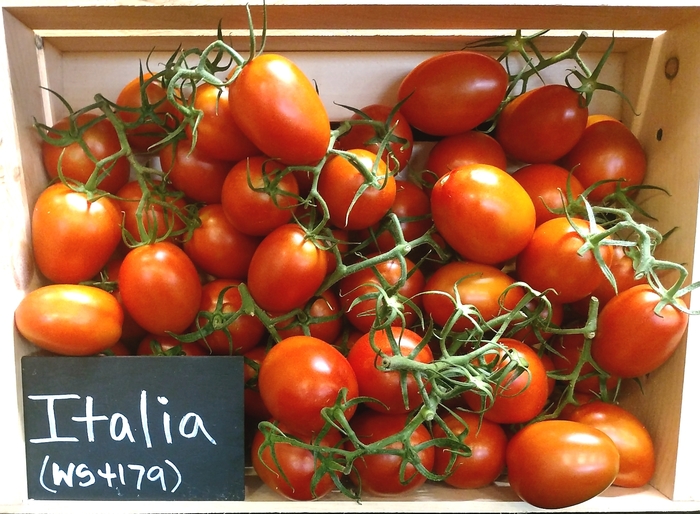 Roma Tomato - Solanum lycopersicum 'WS4179 - Italia' from Kings Garden Center
