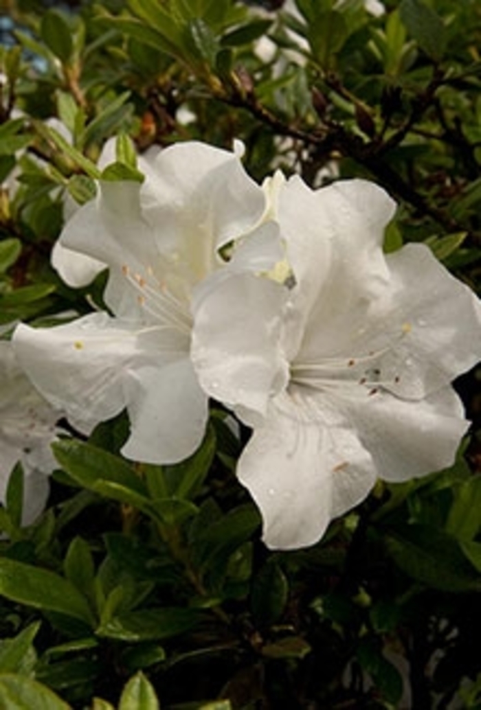 Encore® Autumn Ivory® - Rhododendron hybrid from Kings Garden Center