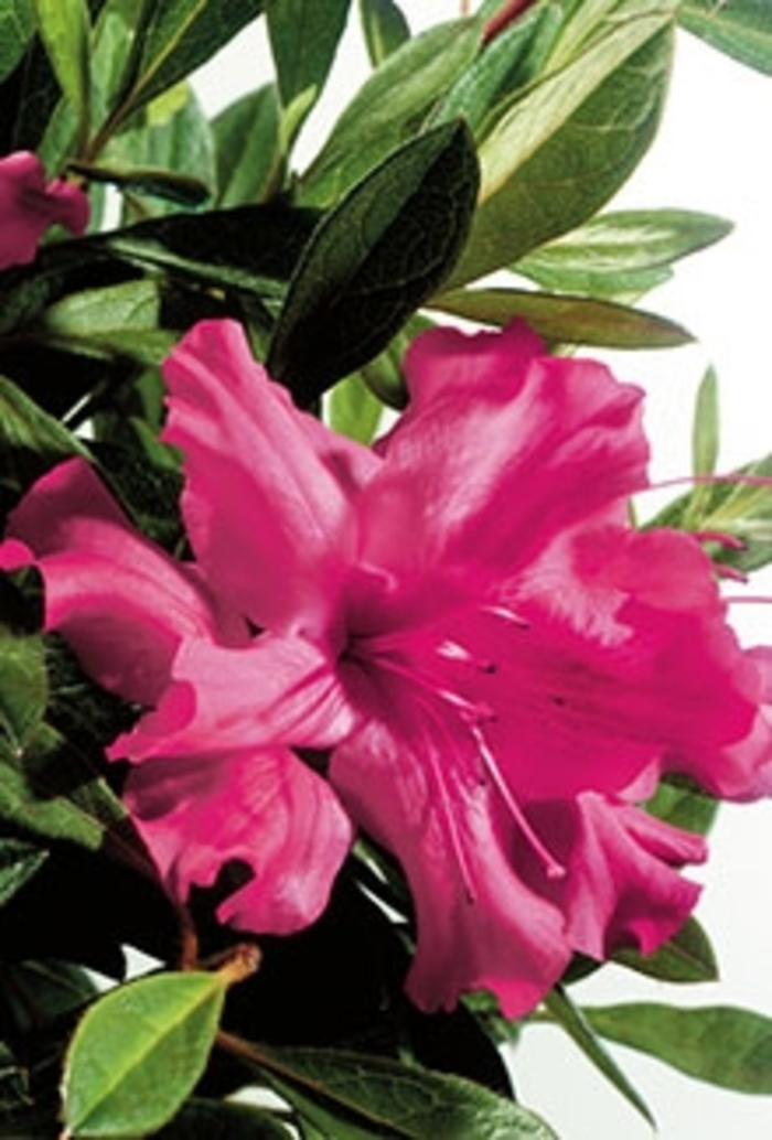 Encore® Azalea - Autumn Sundance™ from Kings Garden Center