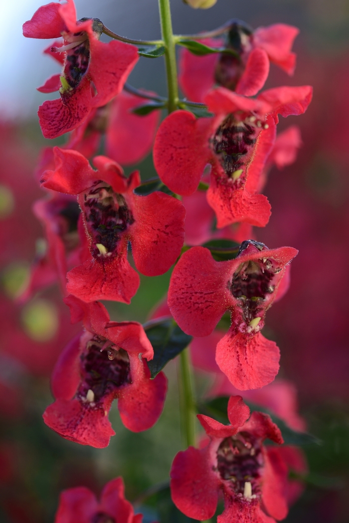 Archangel™ Cherry Red - Angelonia angustifolia from Kings Garden Center