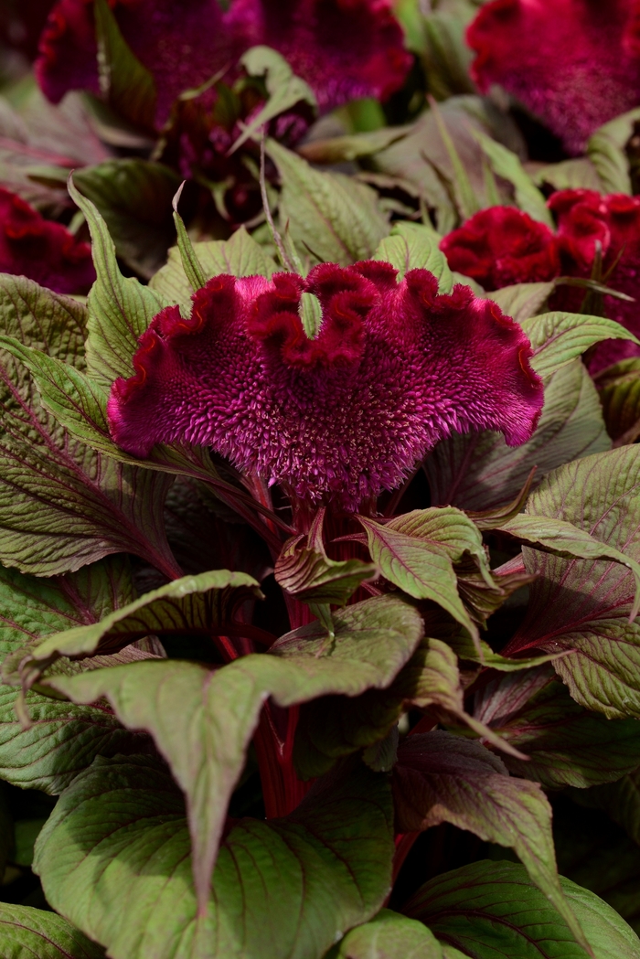 Dracula - Celosia cristata from Kings Garden Center