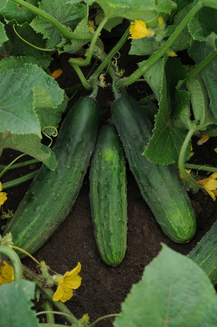  Patio Snacker Slicing Cucumber, American Slicer - Cucumis sativus from Kings Garden Center