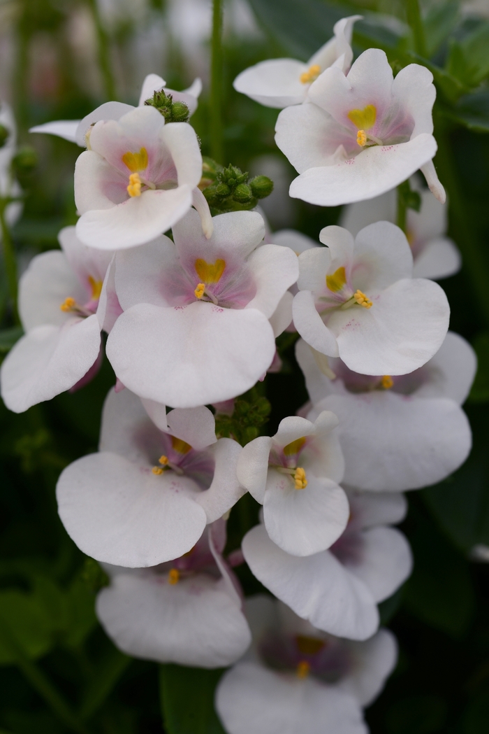 Juliet™ White Improved Diascia - Diascia barberae from Kings Garden Center