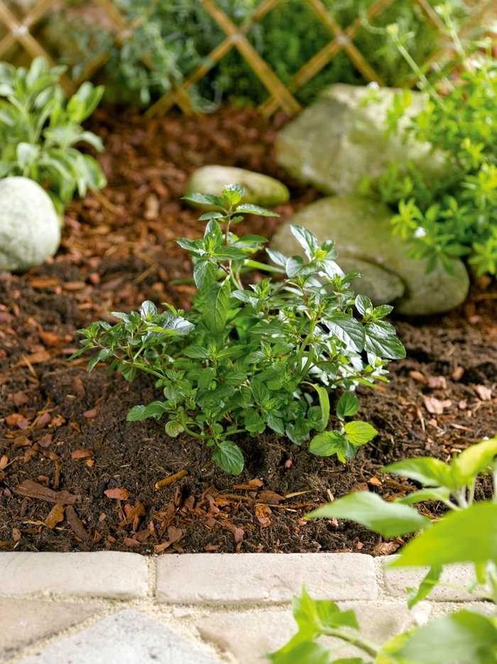  Chocolate Mint - Mentha x piperita from Kings Garden Center