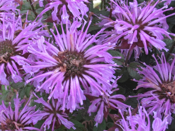 Sugar Buzz® Blue Moon Bee Balm, Bergamot - Monarda didyma from Kings Garden Center