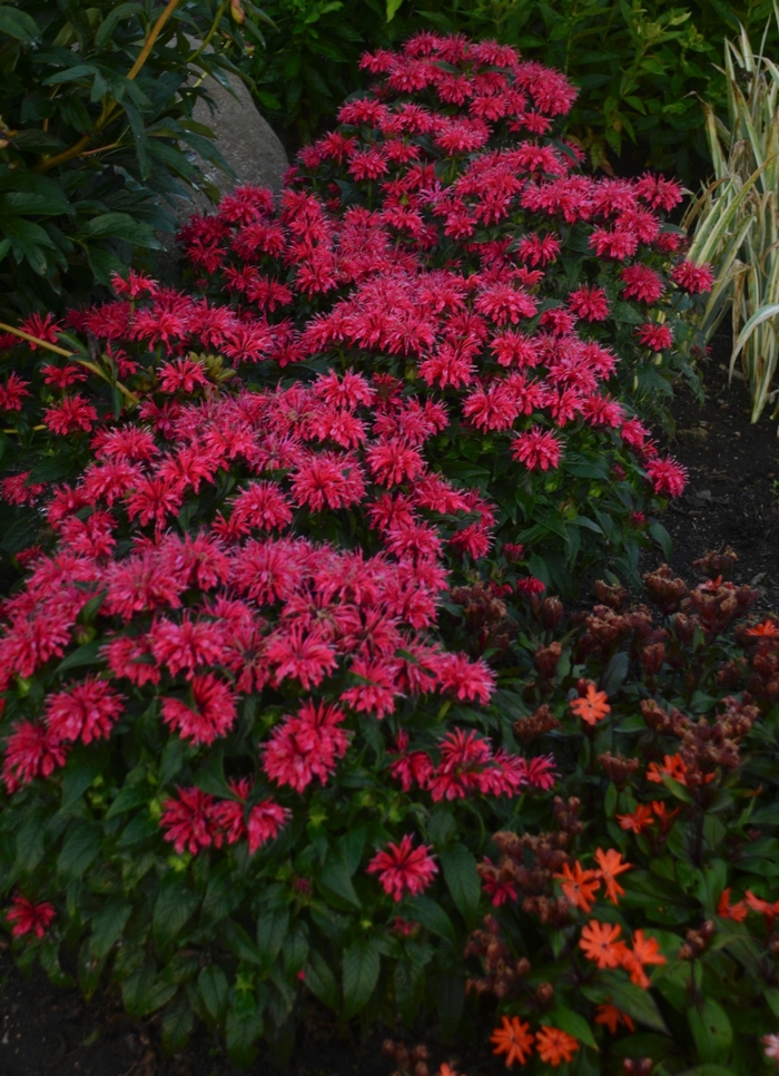 Sugar Buzz® Cherry Pops Bee Balm, Bergamot - Monarda didyma from Kings Garden Center