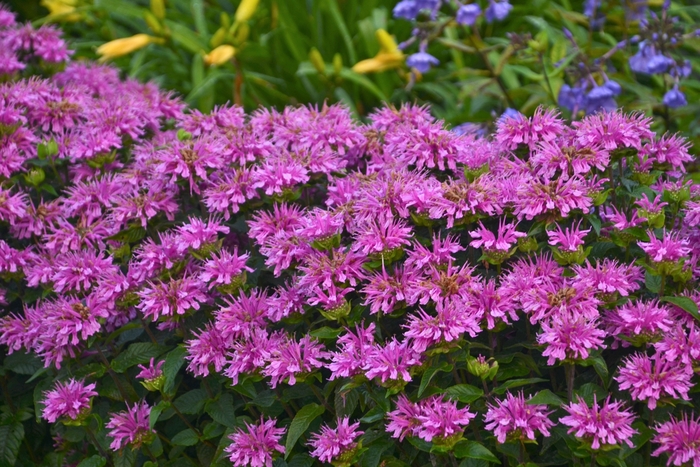 Sugar Buzz® Lilac Lollipop Bee Balm, Bergamot - Monarda didyma from Kings Garden Center