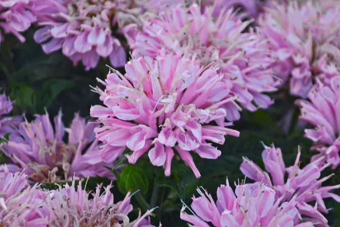 Sugar Buzz® Pink Frosting Bee Balm, Bergamot - Monarda didyma from Kings Garden Center