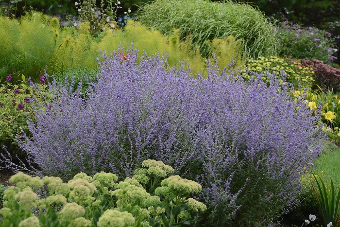  Rocketman Russian Sage - Perovskia atriplicifolia from Kings Garden Center