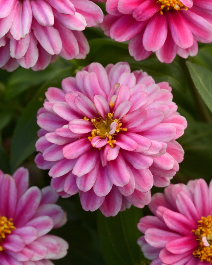 Double Zahara™ Raspberry Ripple Zinnia - Zinnia marylandica from Kings Garden Center