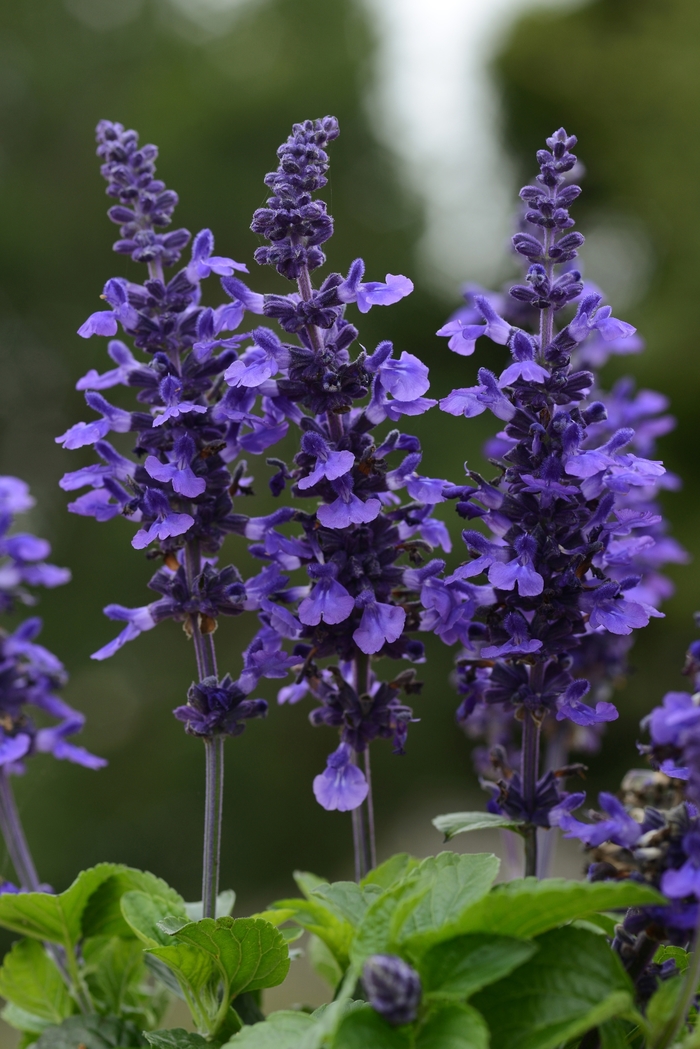 Sage - Salvia longispicata X farinacea 'Mysty' from Kings Garden Center