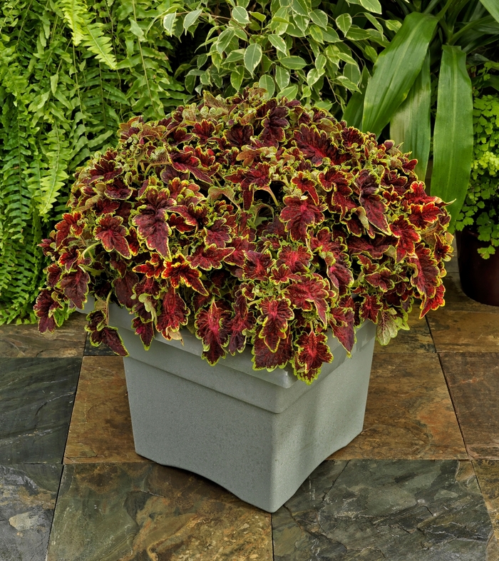 Party Time™ Coleus - Coleus 'Sangria' from Kings Garden Center