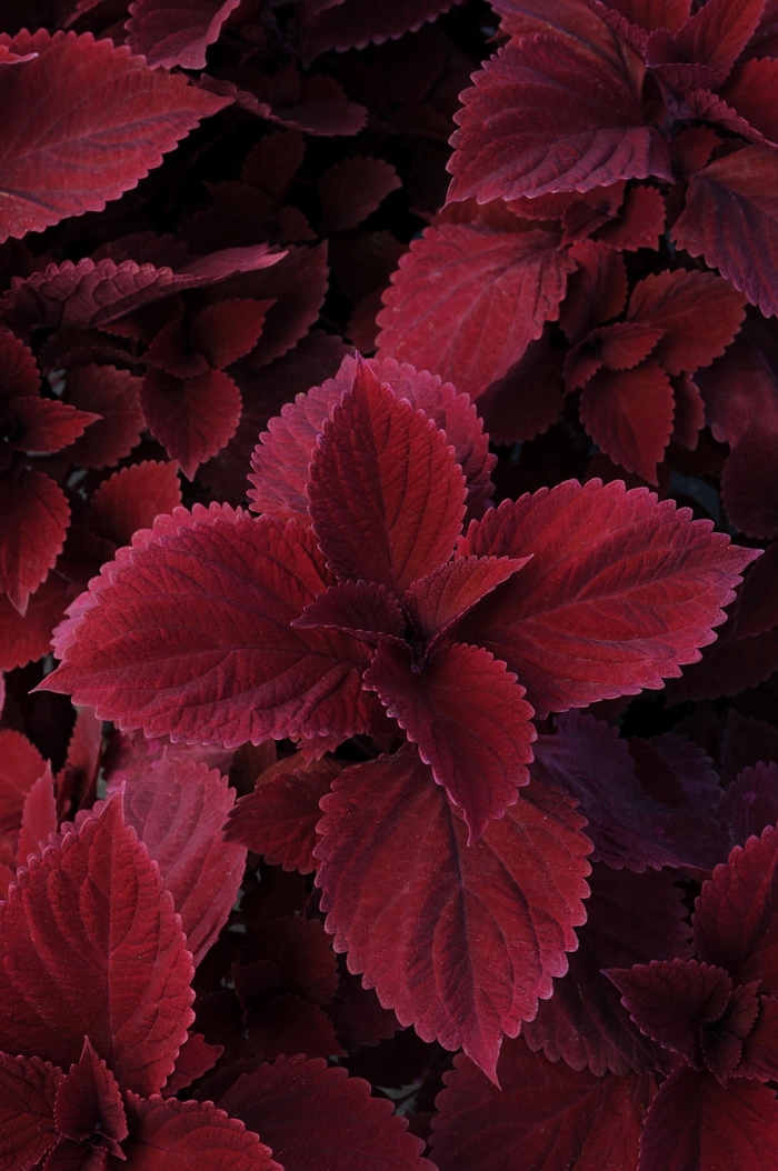 Coleus Redhead - Solenostemon scutellarioides from Kings Garden Center