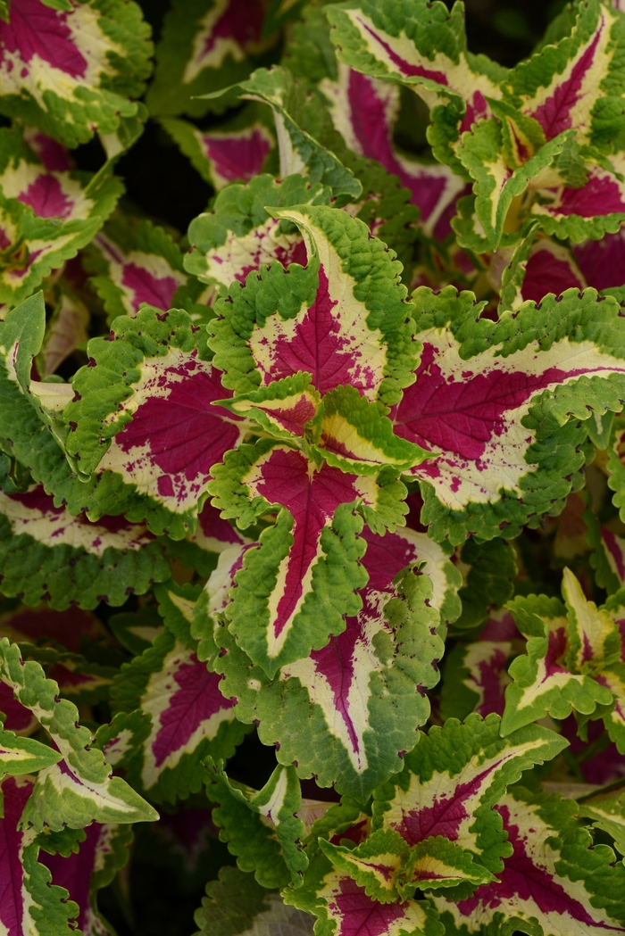 Wizard® Rose Pack Coleus - Solenostemon scutellarioides 'Wizard Rose' from Kings Garden Center