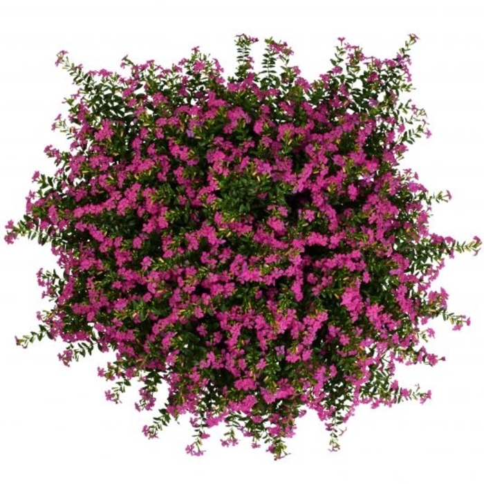 Mexican Heather - Cuphea 'FloriGlory® Diana' from Kings Garden Center