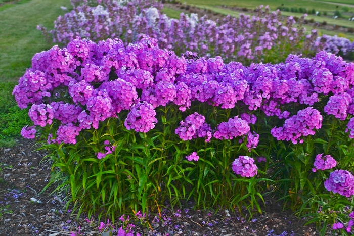 Fashionably Early Flamingo Garden Phlox - Phlox paniculata from Kings Garden Center