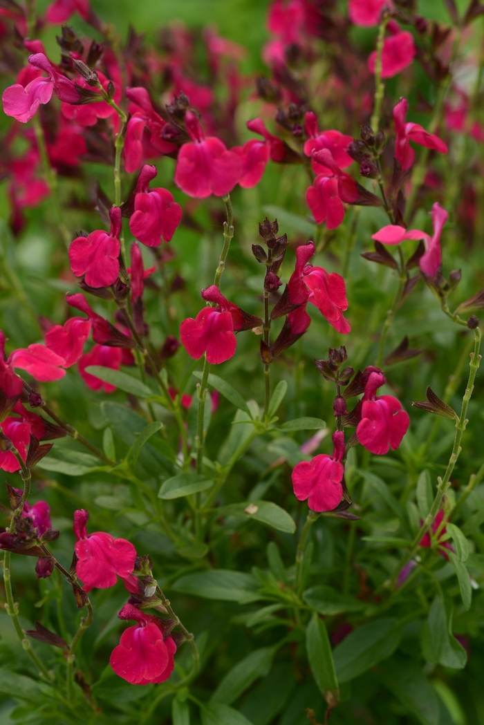 Mirage™ Neon Rose Sage - Salvia greggii from Kings Garden Center