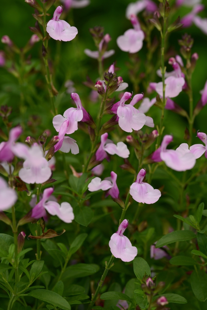 Mirage™ Soft Pink Sage - Salvia greggii from Kings Garden Center