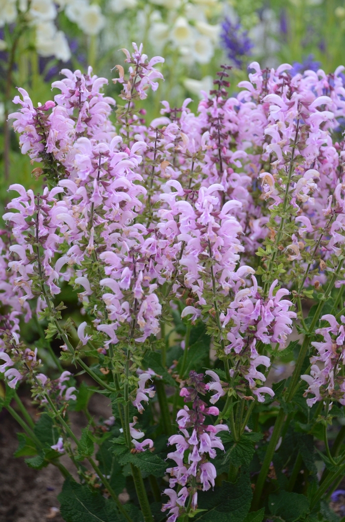 Fashionista™ Ballerina Pink Sage - Salvia pratensis from Kings Garden Center