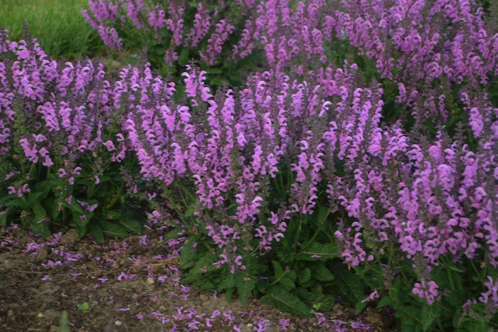 Fashionista™ Pretty In Pink Sage - Salvia pratensis from Kings Garden Center