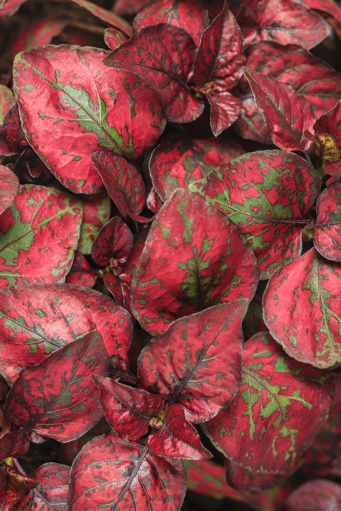 Hippo™ Polka Dot Plant - Hypoestes phyllostachya 'Red' from Kings Garden Center