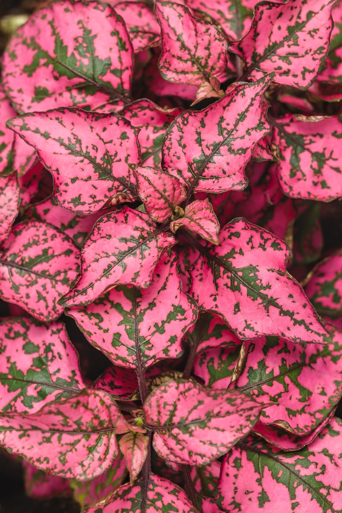 Hippo® Rose - Hypoestes phyllostachya from Kings Garden Center