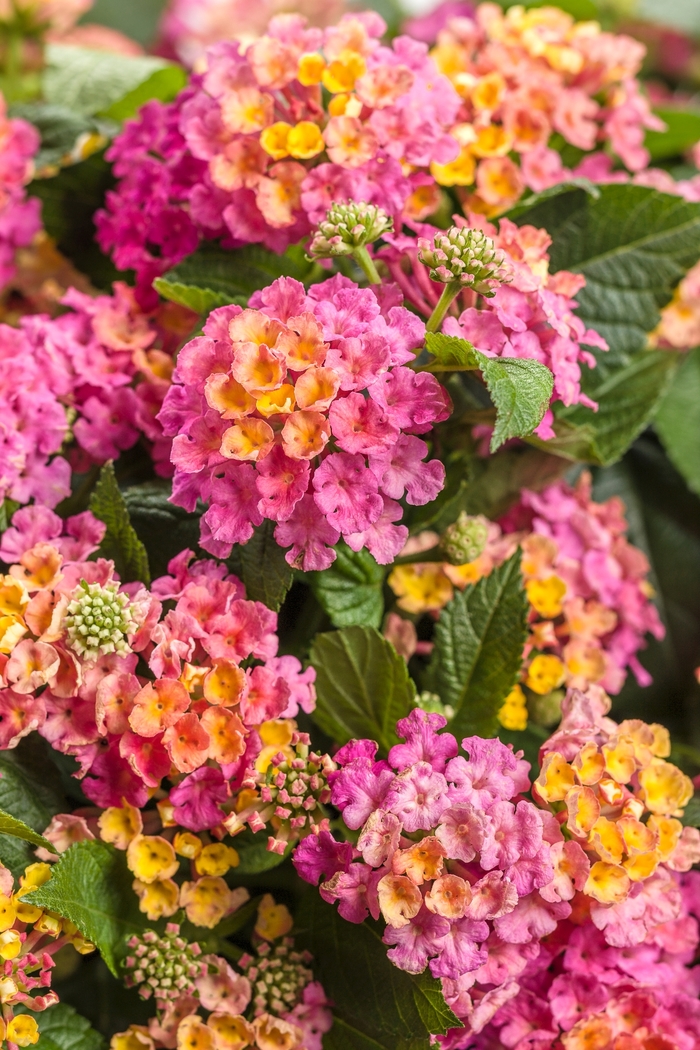 Luscious® Lantana - Lantana camara 'Royale Cosmo' from Kings Garden Center